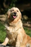 GOLDEN RETRIEVER 1120